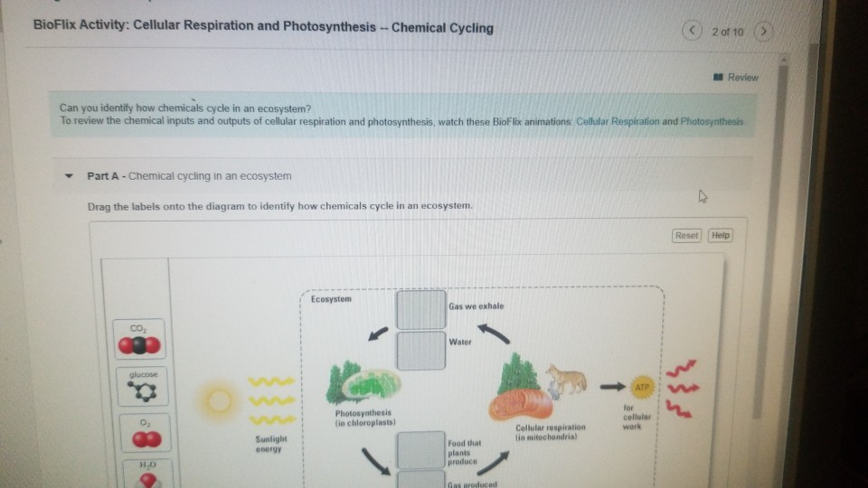 BioFlix Activity Cellular Respiration and