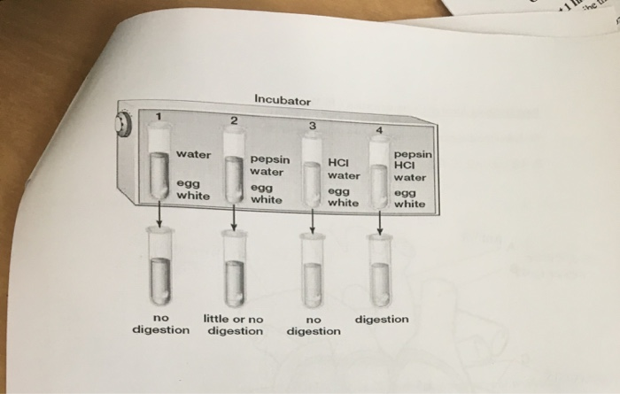 Solved 16. The experiment below was set up to investigate | Chegg.com