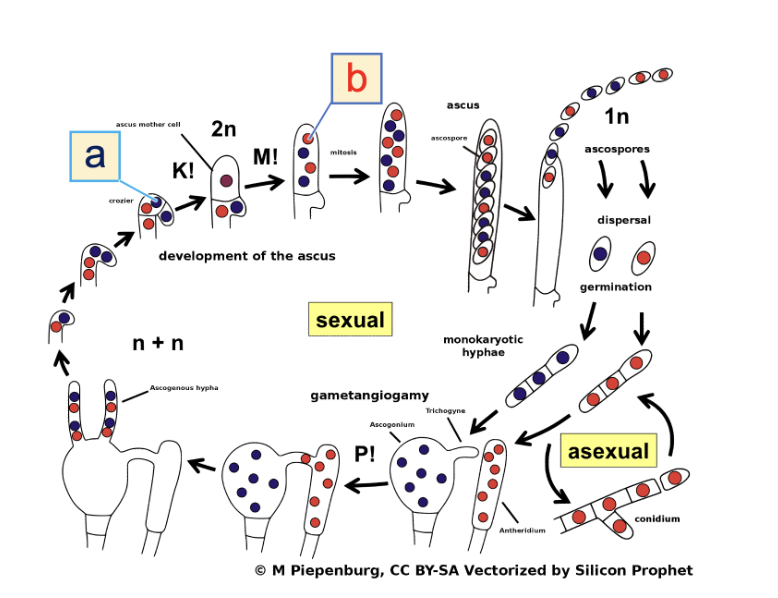 Below is the life cycle diagram of ascomycota, or sac | Chegg.com