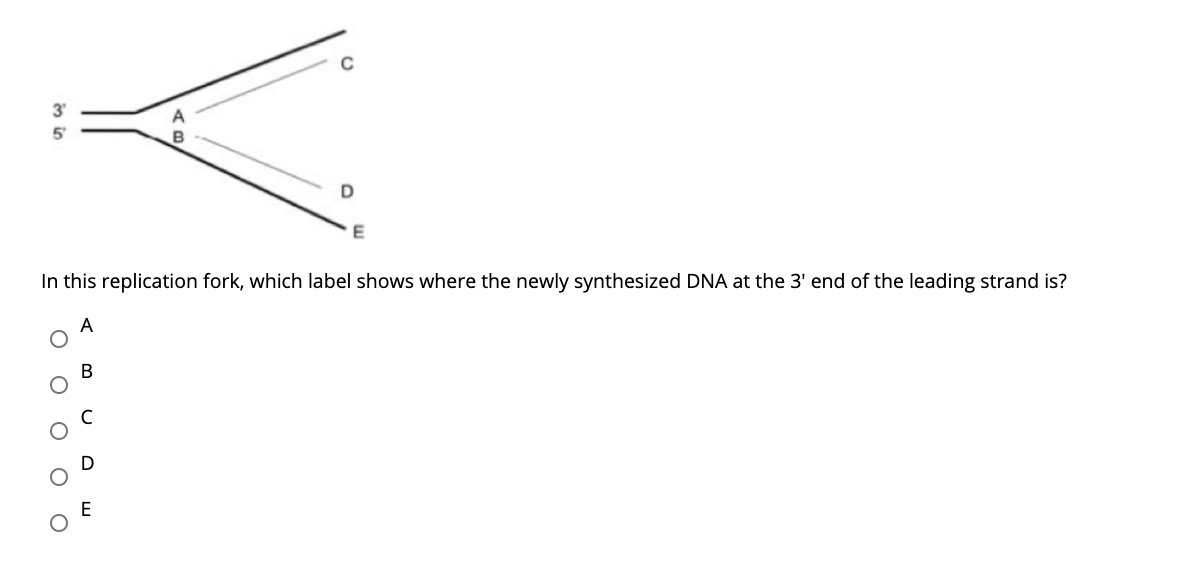 Solved D E In this replication fork, which label shows where | Chegg.com