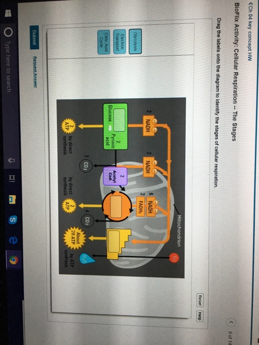 bioflix-activity-cellular-respiration-the-stages