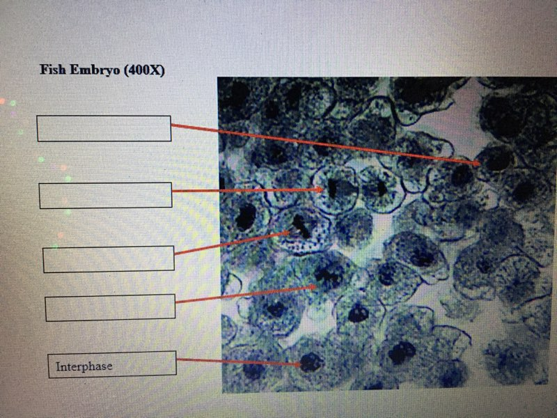 Solved Cell Division Worksheet 1 Help I Can T Get The Im Chegg Com