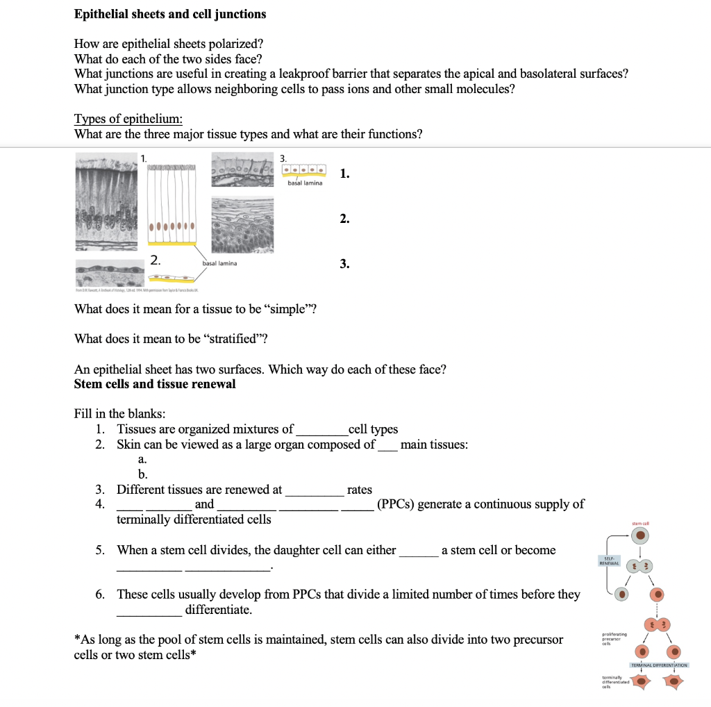 Solved Epithelial sheets and cell junctions How are | Chegg.com