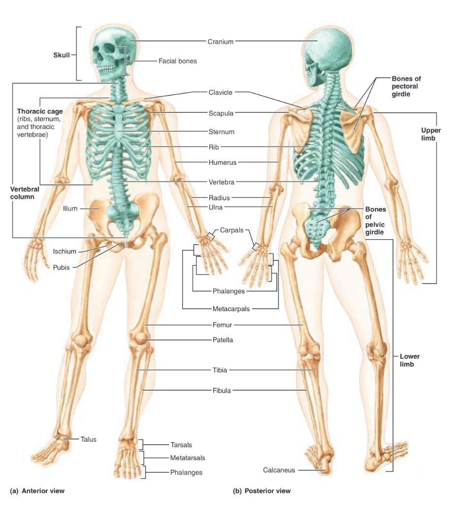 Pelvis - Names of the Bones, Anatomy, & Labeled Diagram