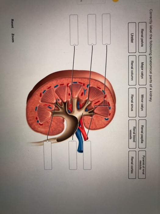 correctly label the following anatomical parts of a flat bone.