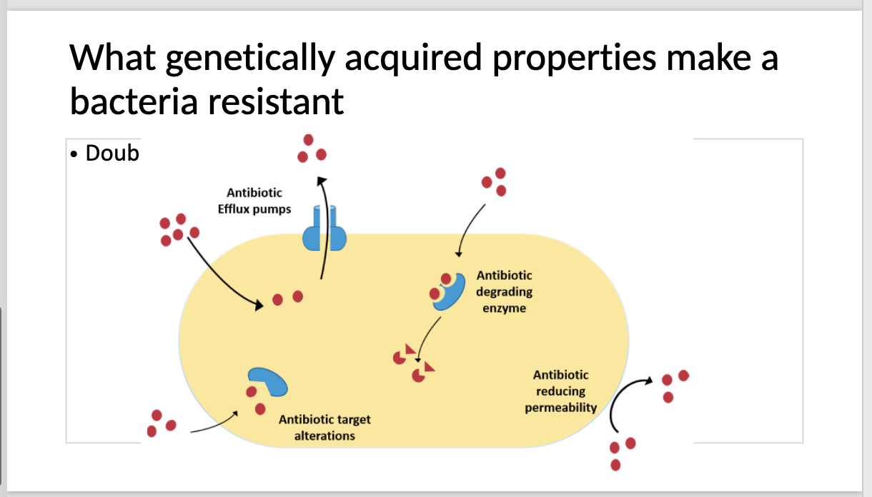 Solved What genetically acquired properties make a bacteria | Chegg.com