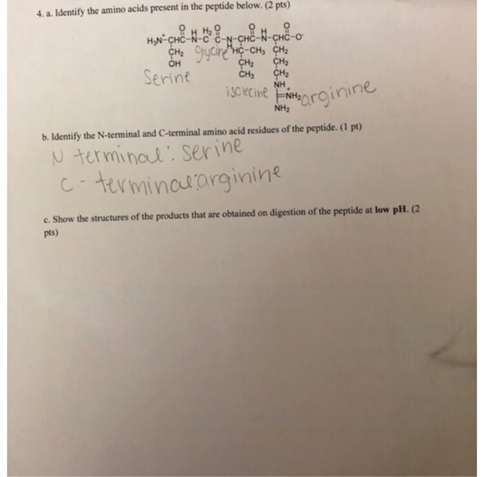 Solved 4. a. Identify the amino acids present in the peptide | Chegg.com