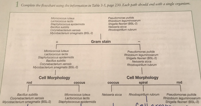 Solved Complete the flowchart using the information in table | Chegg.com