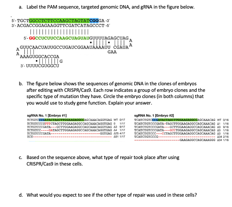 Solved a. Label the PAM sequence, targeted genomic DNA, and | Chegg.com