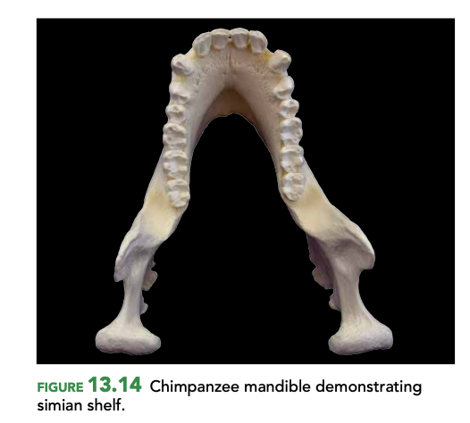 name of the space in between the chimps tooth