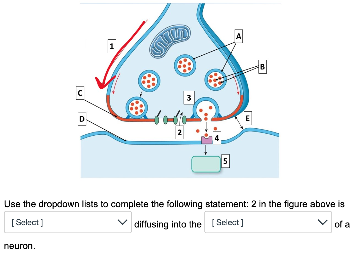 Fill in the blank: What major functional structure is | Chegg.com
