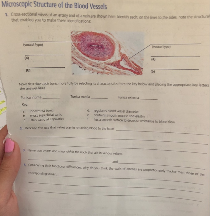 Solved Microscopic Structure of the Blood Vessels 1. | Chegg.com