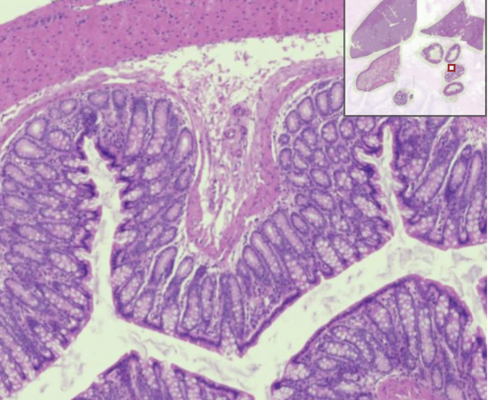 Solved Images of H&E and MT stained sections. May I have | Chegg.com