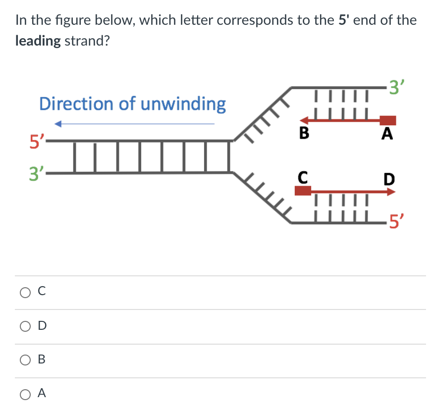 Solved In the figure below, which letter corresponds to the | Chegg.com
