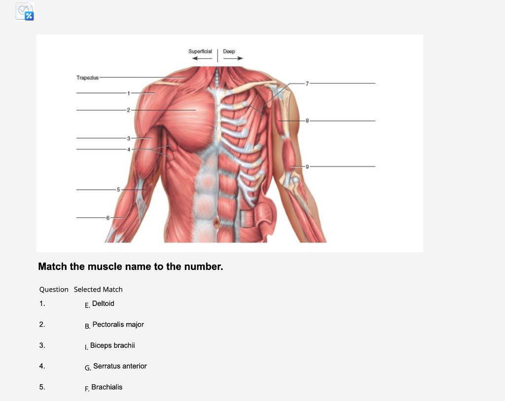Solved Match the muscle name to the number. Question | Chegg.com