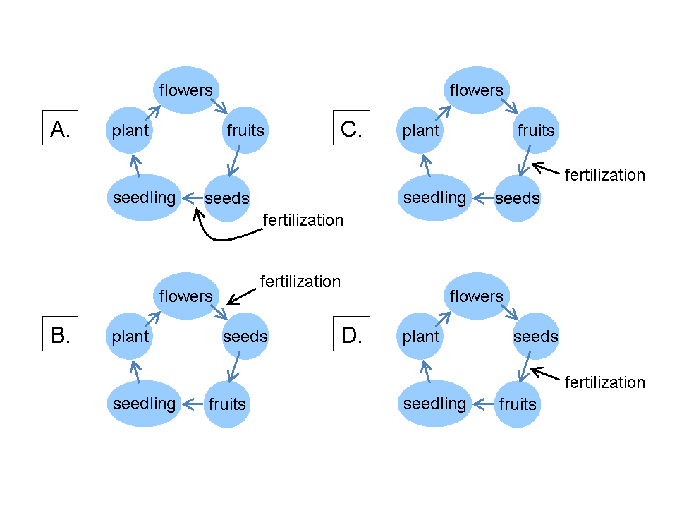Which Of The Following Shows The Correct Order Of Events