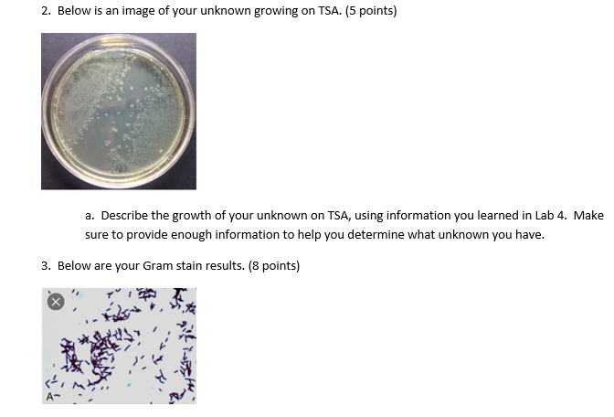 2. Below is an image of your unknown growing on TSA. | Chegg.com