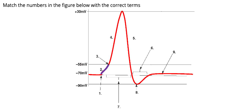 Solved Match The Numbers In The Figure Below With The Cor Chegg Com