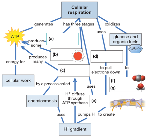 Solved Cellular Respiration Atp Produce. (a) (d) Generates 