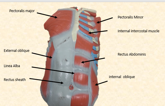 Solved Pectoralis major Pectoralis Minor Internal | Chegg.com