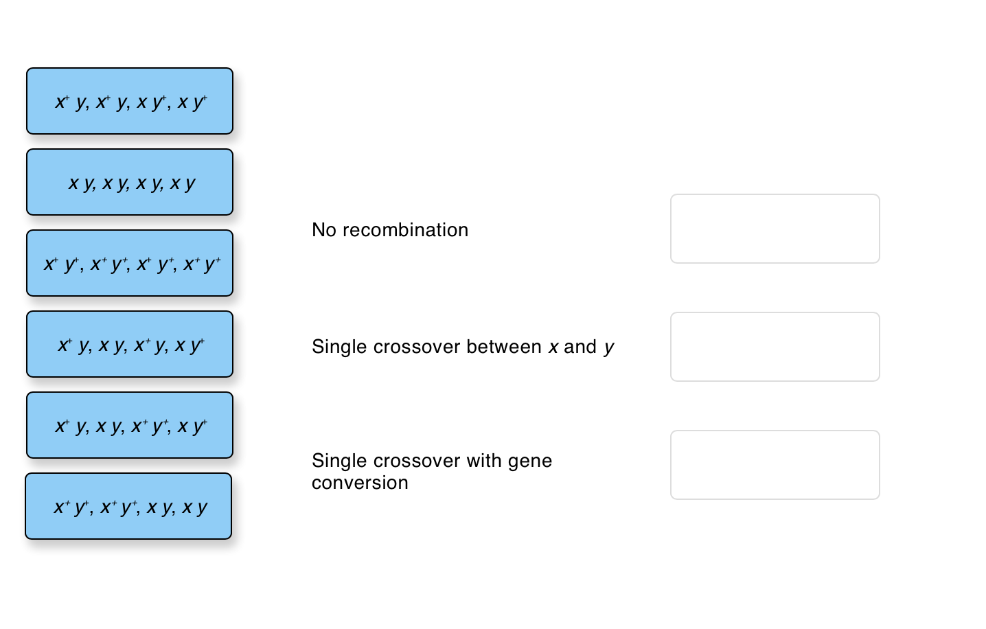 Solved A Dihybrid Yeast Cell With One X Y Chromosome And Chegg Com