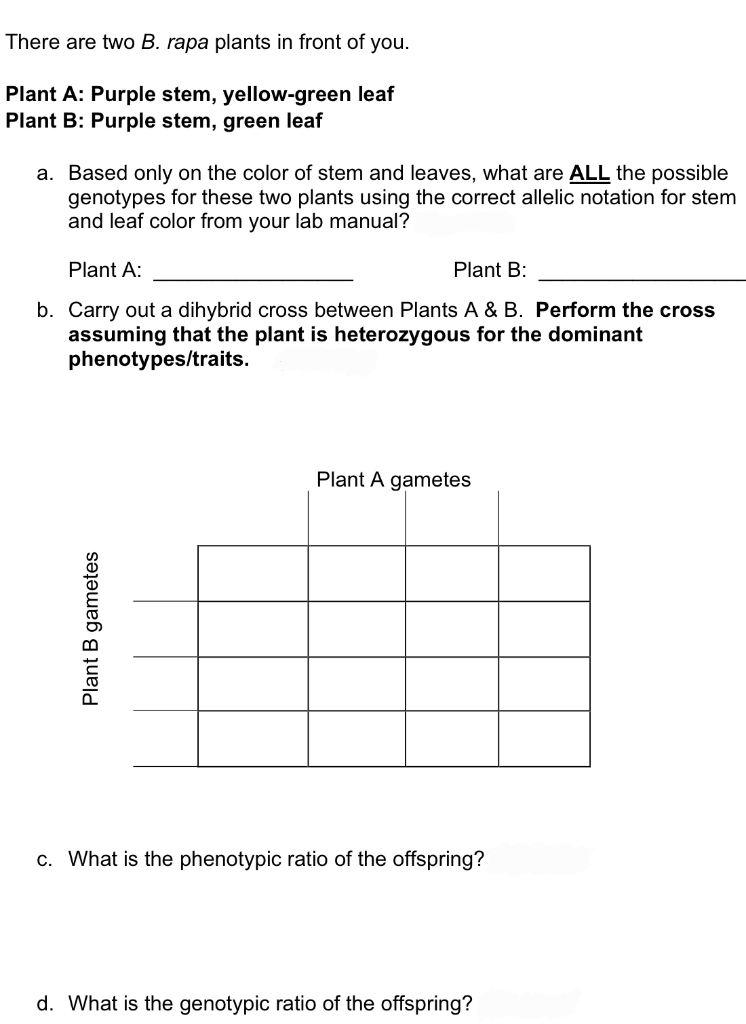 Solved There Are Two B. Rapa Plants In Front Of You. Plant | Chegg.com