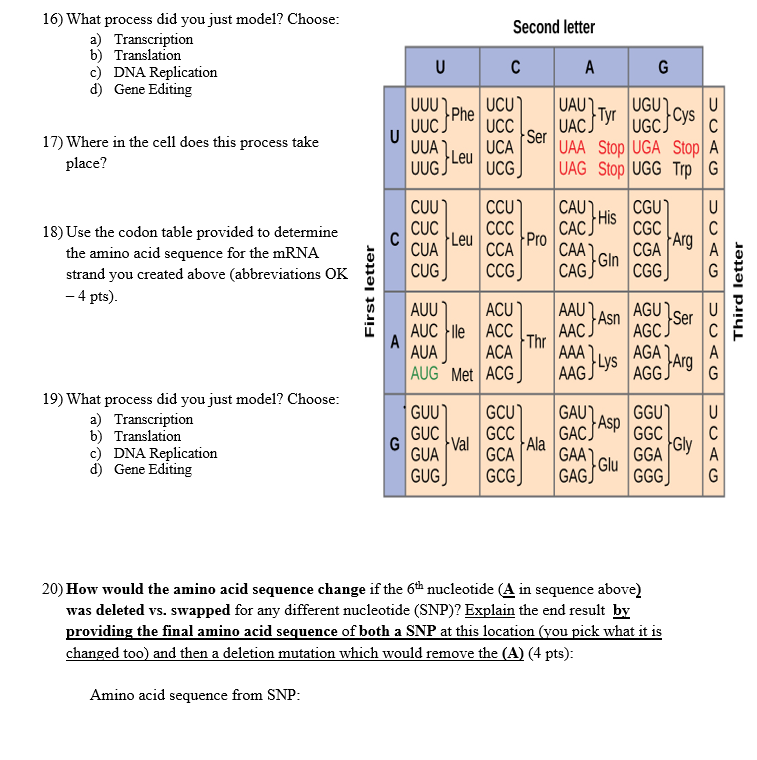 Solved added questionsamino acid sequence from | Chegg.com