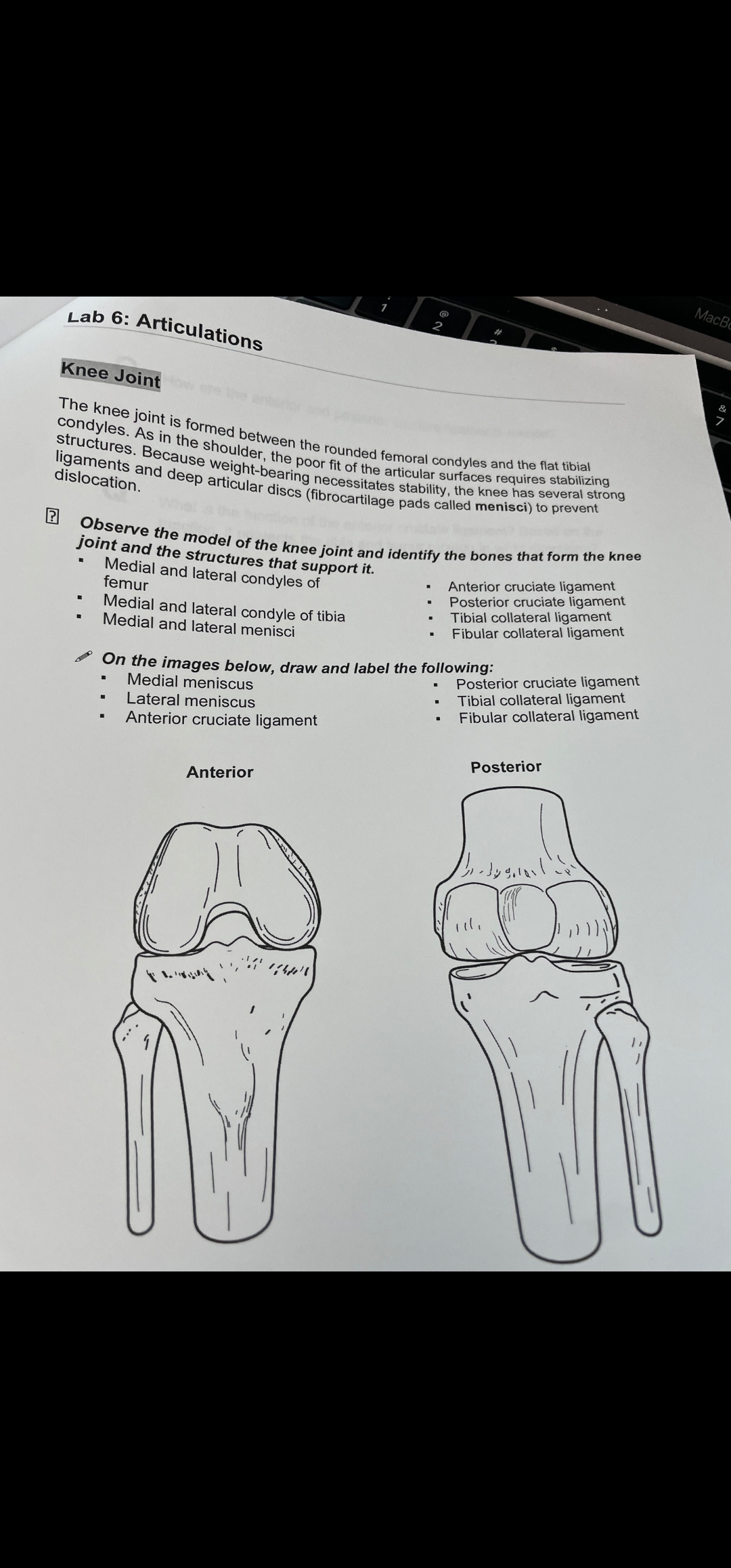 Solved The knee joint is formed between the rounded | Chegg.com