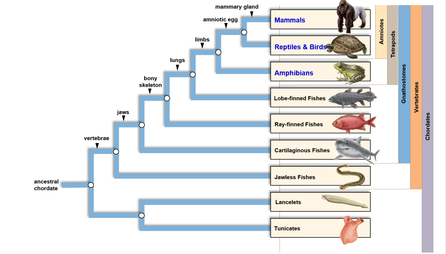 Draw a Phylogenetic Tree for Phylum Chordata. Include | Chegg.com