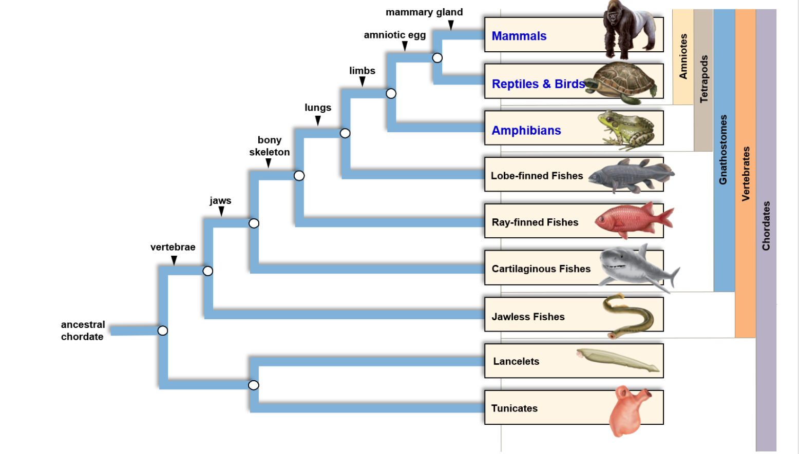 phylum chordata diagram