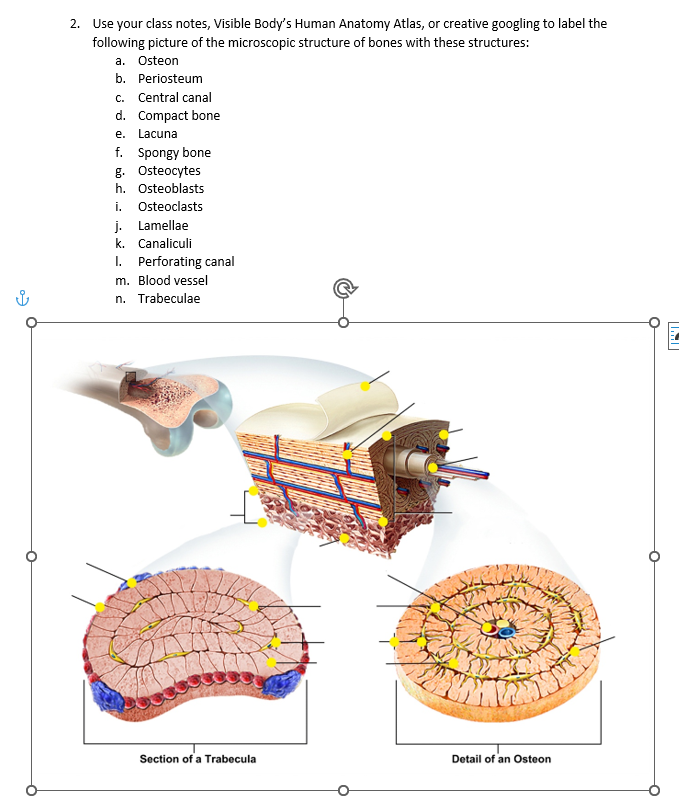 Solved 2. Use your class notes, Visible Body's Human Anatomy