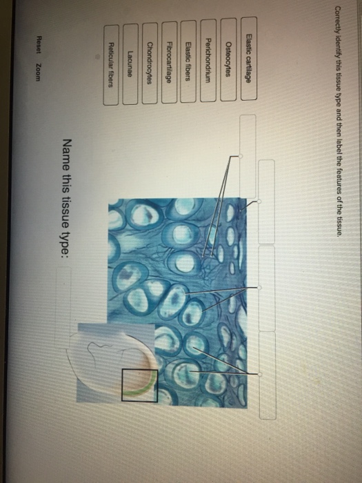 Solved Correctly identify this tissue type and then label | Chegg.com