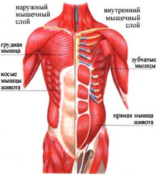 Мышечная система диафрагма. Мышцы передней грудной стенки анатомия. Мышцы груди и живота. Поверхностные мышцы груди и живота. Мышцы груди и живота анатомия.