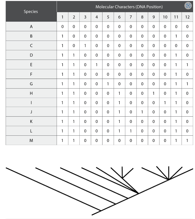 This matrix contains molecular character data for the | Chegg.com