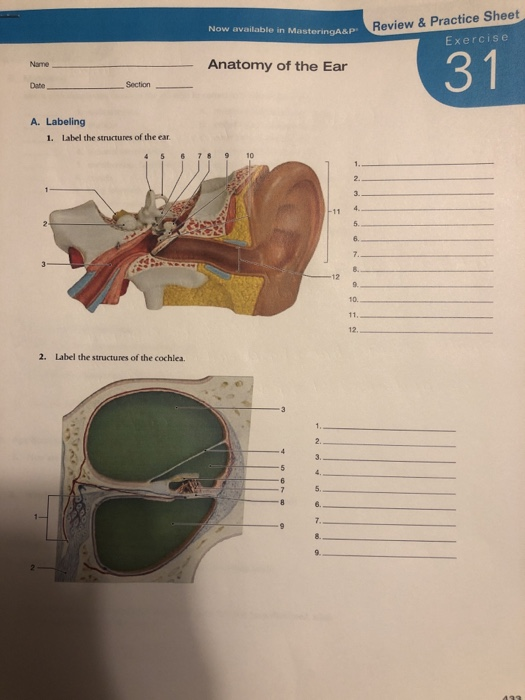 anatomy of an ear practice