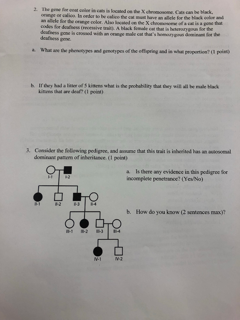 Solved The gene for coat color in cats is located on the X