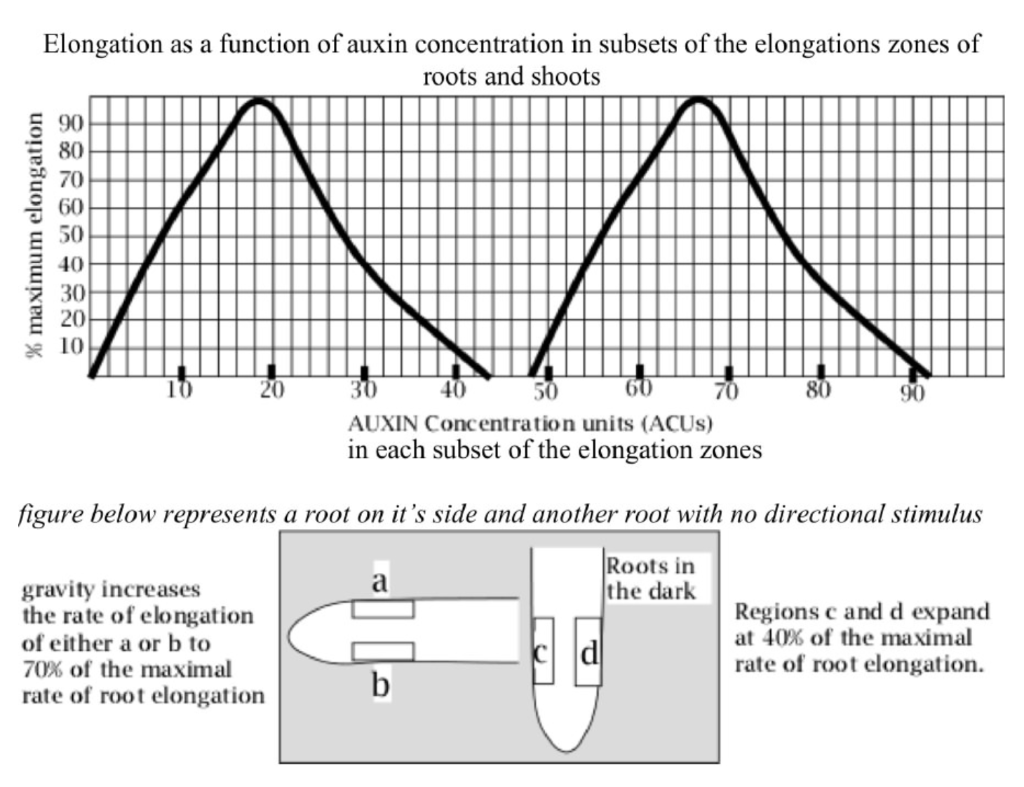 Solved 1. What is the auxin concentration in subsets of c | Chegg.com