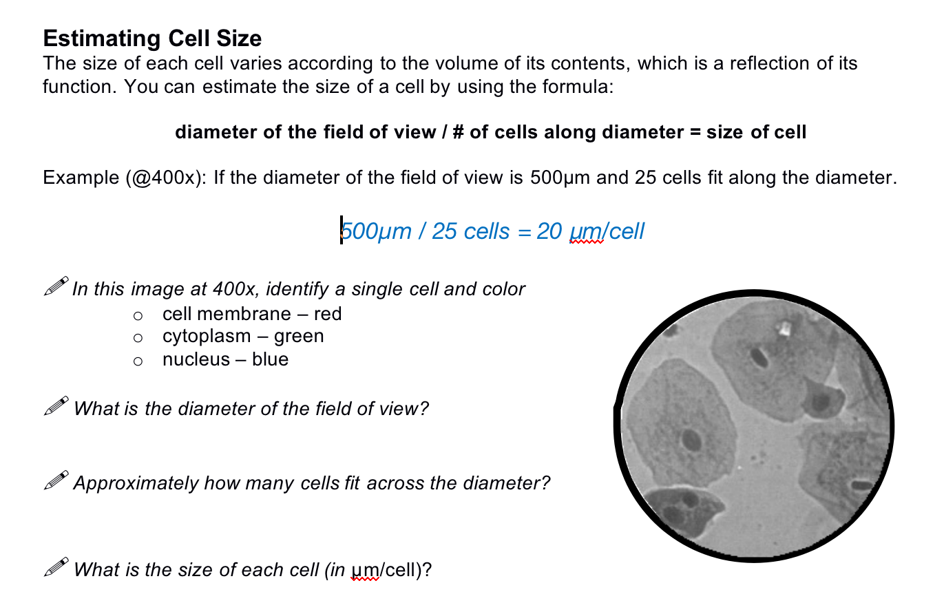 solved-estimating-cell-size-the-size-of-each-cell-varies-chegg