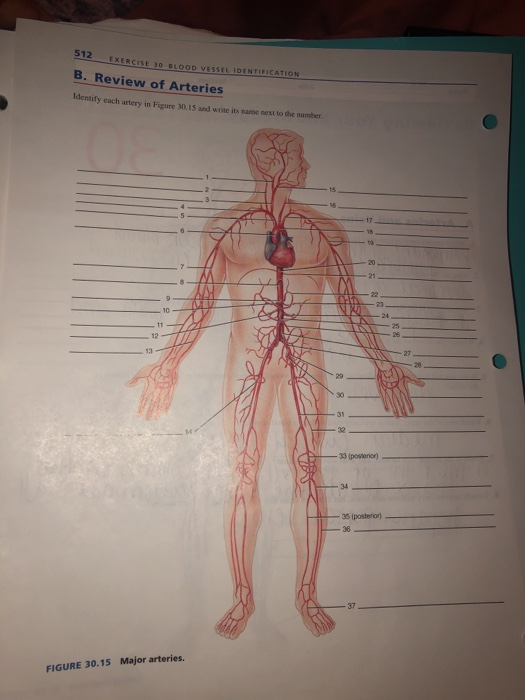 Review Sheet Anatomy Of Blood Vessels Modernalternativemama