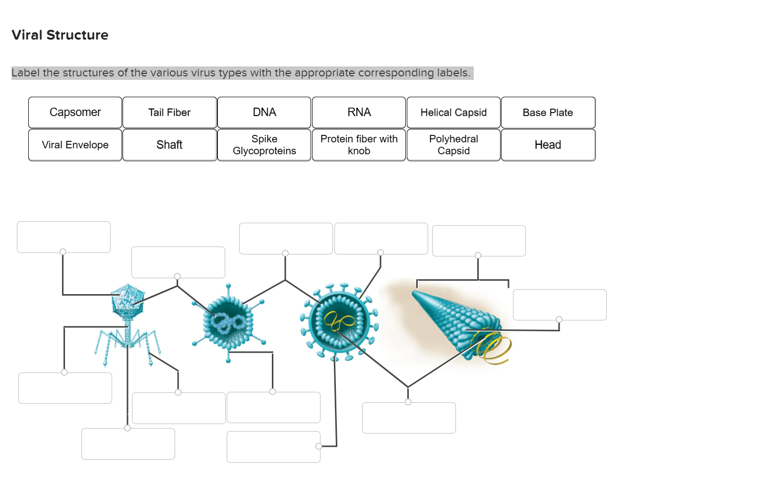 virus diagram labeled capsid