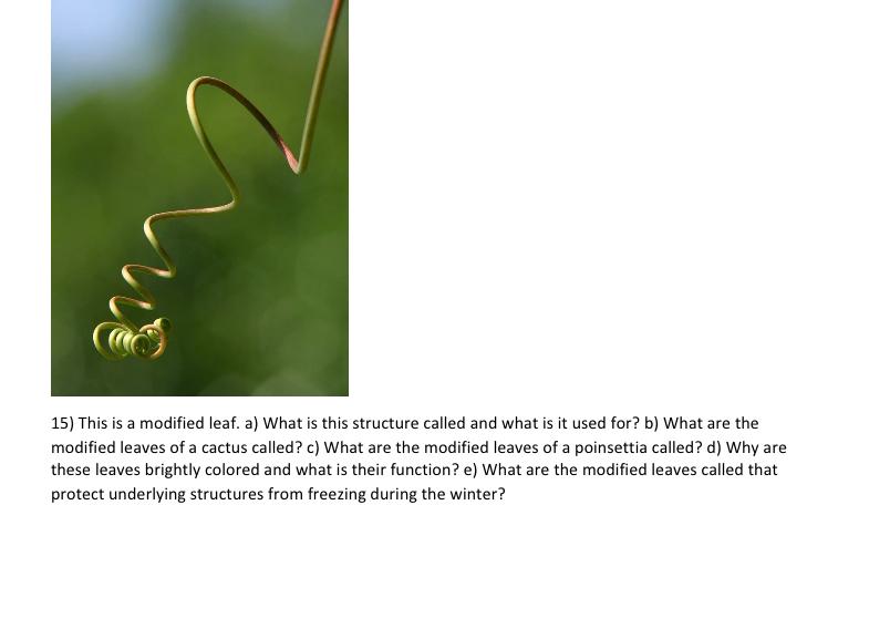 Solved 15) This is a modified leaf. a) What is this