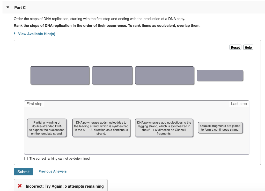 Solved Part C Order The Steps Of DNA Replication Starting Chegg