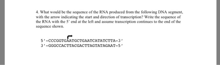 Solved What would be the sequence of the RNA produced from | Chegg.com