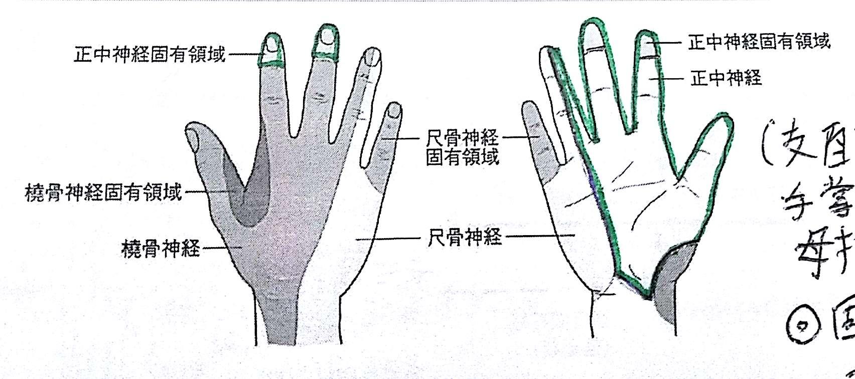 骨端症 四肢循環障害 神経筋疾患 Flashcards Chegg Com