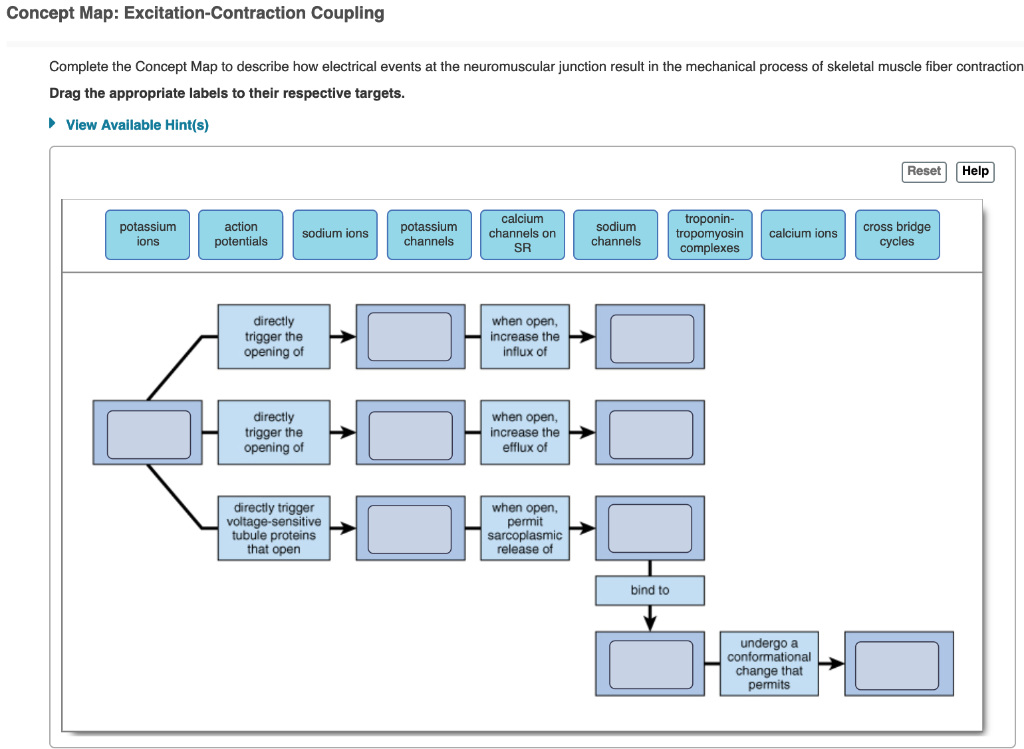 Excitation Contraction Coupling Concept Map - Darice Fleurette