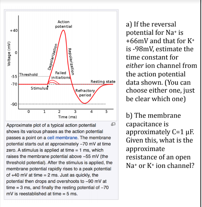 solved-action-potential-40-voltage-mv-depolarization-chegg