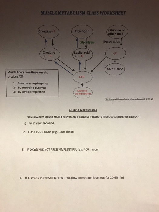 Solved Muscle Metabolism Class Worksheet Glucose Or Chegg Com