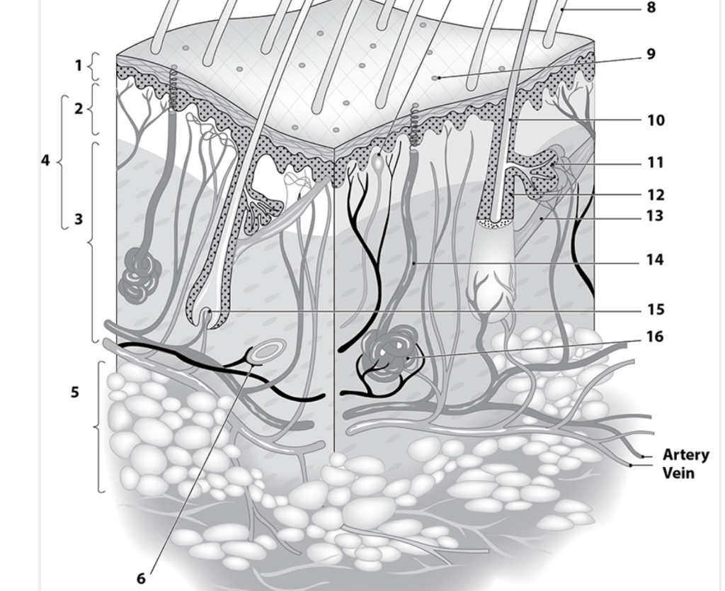 Solved 9 1 2 10 4 11 12 13 3 14 15 16 5 Artery Vein 6 | Chegg.com