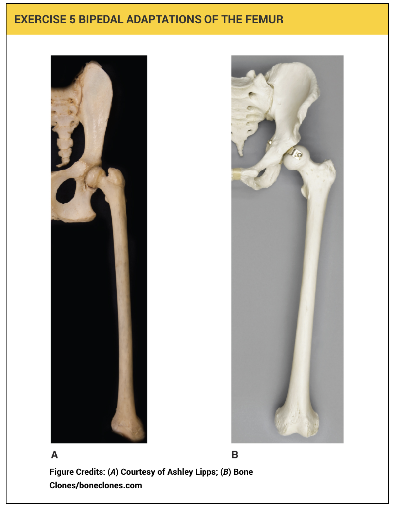 Exercise 5: Bipedal Adaptations Of The Femur Examine | Chegg.com