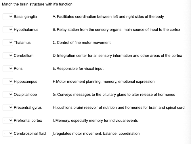 Solved Match the brain structure with it's function Basal | Chegg.com